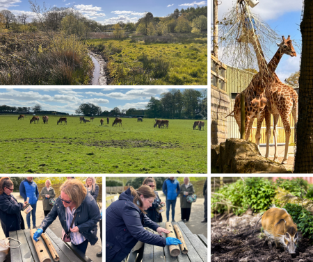 Giraffes at Knowsley Safari Park