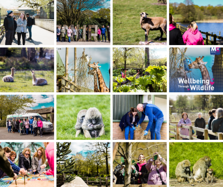 Wellbeing Through Wildlife Collage showing activities enjoyed by staff such as meditation, walking in Knowsley Safari Park grounds and a selection of the park's animals