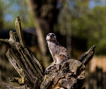 Wellbeing Through Wildlife - Meerkat